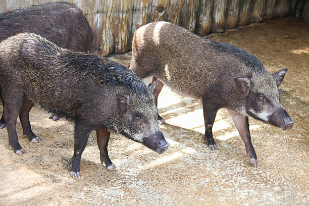 istock Boar in the wildlife 506908761