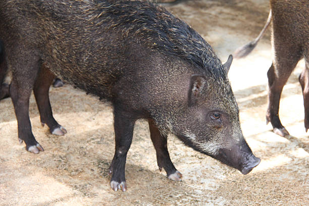 istock Boar in the wildlife 506908763