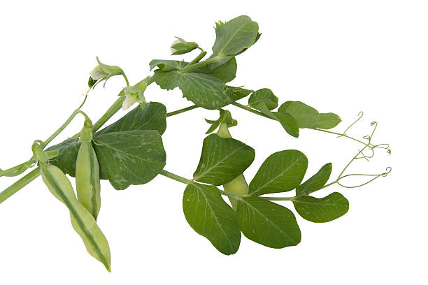 Fresh green peas with leaves and flowers