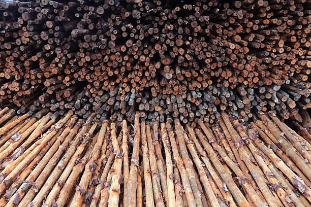 istock mangrove wood to be processed as charcoal 506909013