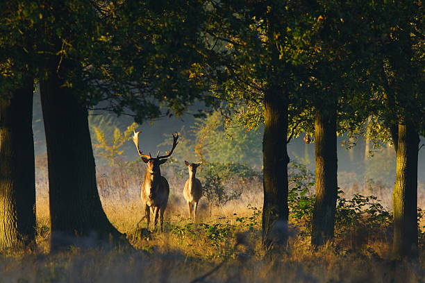 Dears And Rears Image 30+ The Dears Stock Photos, Pictures & Royalty-Free Images - iStock