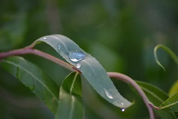 Raindrop on the leaf of the tree, after the rain in forest, interesting optical effect