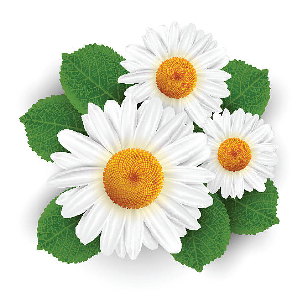 ilustraciones, imágenes clip art, dibujos animados e iconos de stock de pequeño blanco flores y hojas aislado - chamomile plant chamomile flower daisy