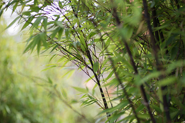 Black bamboo Three stock photo