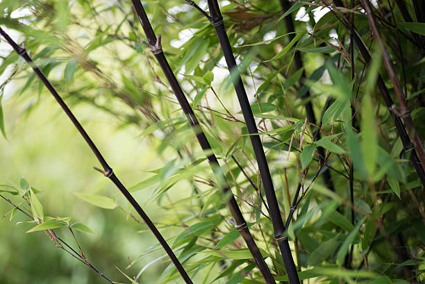 Black Bamboo Five stock photo