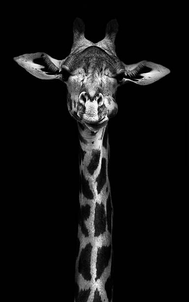 Giraffe in black and white Wild African giraffe in monochrome beauty in nature vertical africa southern africa stock pictures, royalty-free photos & images