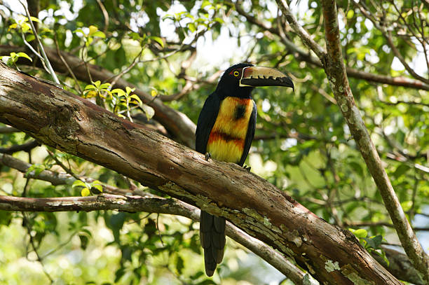Wild Collared Aracari "Toucan" in Panama's Gamboa Jungle Wild Collared Aracari, “Toucan”, resting in a tree in the Gamboa Rainforest in central Panama. soberania national park stock pictures, royalty-free photos & images