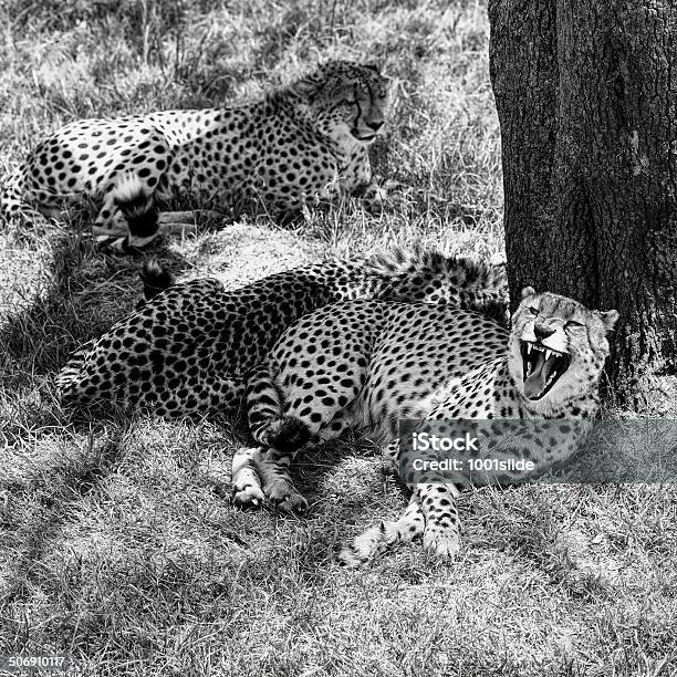 Wunderschöne Drei Gepardenausruhen Und Sehr Wütend Im Schatten Stockfoto und mehr Bilder von Afrika