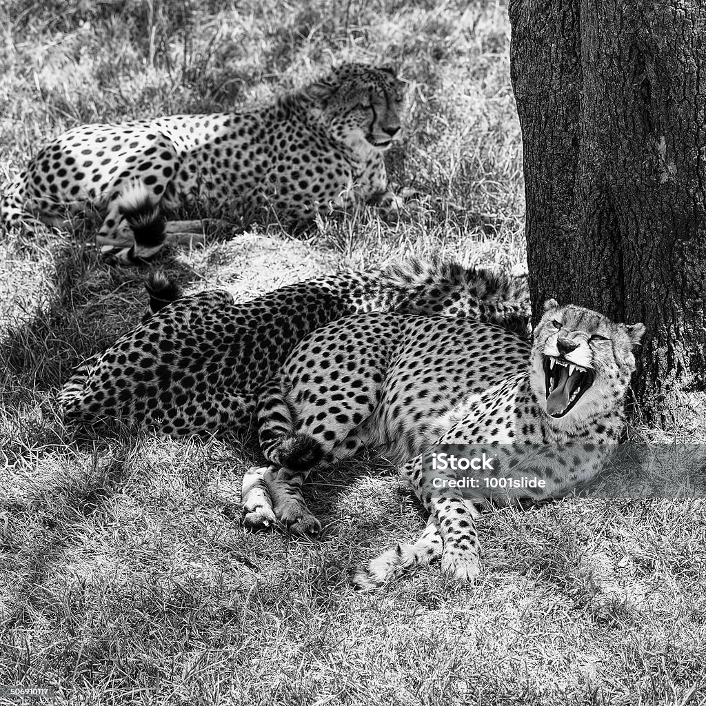 아름다운 세 Cheetahs-휴식기 및 매우 화가 shadow - 로열티 프리 0명 스톡 사진