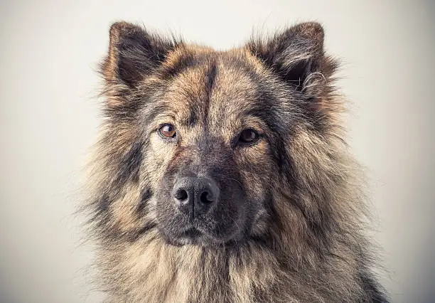 A portrait of an Eurasier dog