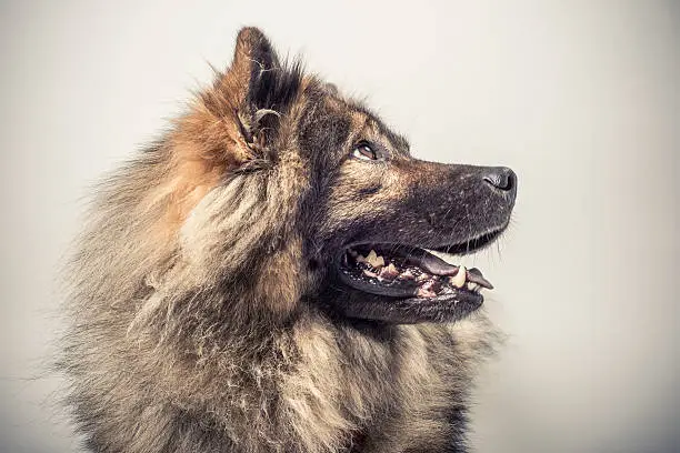 A portrait of an Eurasier dog looking upwards
