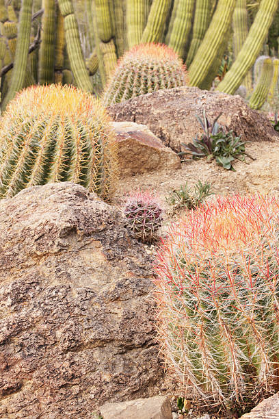 istock Barrel Cactus Garden Yard Landscape 506910190