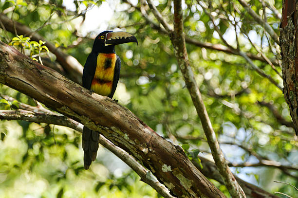 Wild Collared Aracari "Toucan" in Panama's Gamboa Jungle Wild Collared Aracari, “Toucan”, resting in a tree in the Gamboa Rainforest in central Panama. soberania national park stock pictures, royalty-free photos & images