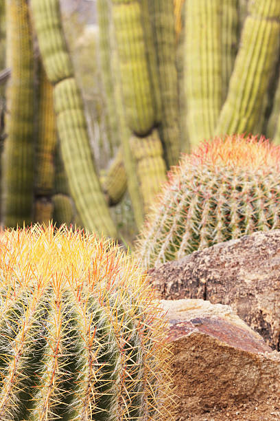istock Barrel Cactus Garden Yard Landscape 506910446