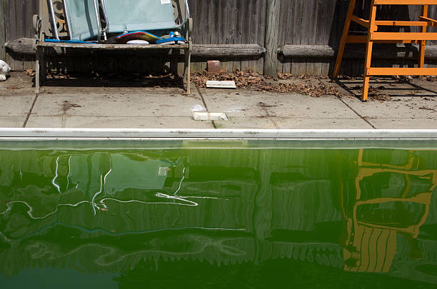 Algae filled pool stock photo