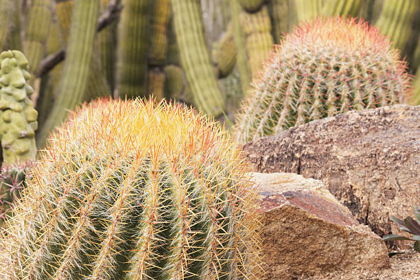istock Barrel Cactus Garden Yard Landscape 506910754