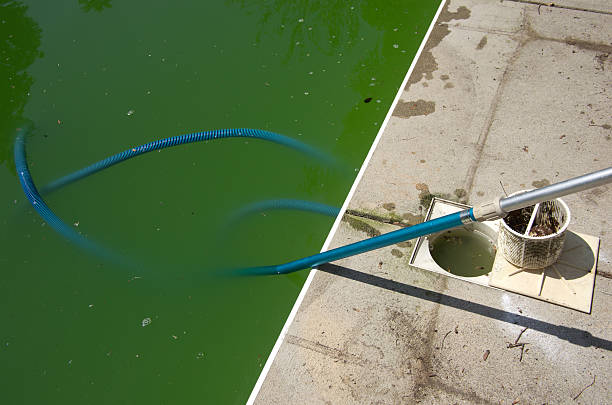 Algae filled pool and vacuum hose stock photo