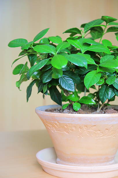 istock Gardenia in flower pot 506911021