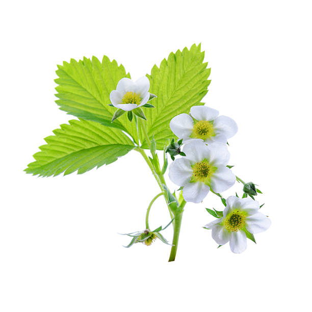 istock Young strawberry plant on a white background 506911217