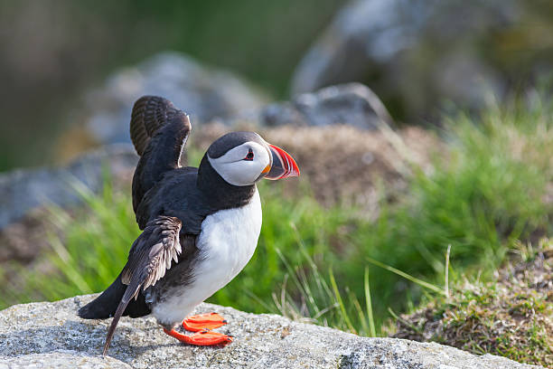 istock Atlantic Puffin flapping its wings on a rock 506911360