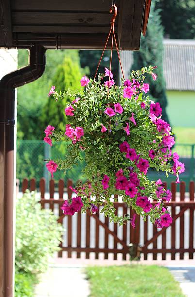 istock Pink Surfinias 506911525