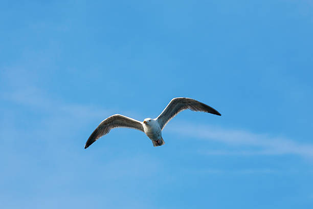 istock Herring gull flying in the sky 506911838