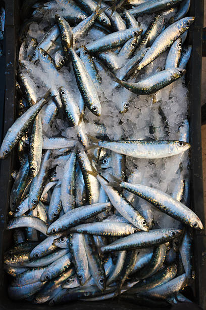istock Fresh sea fish. Top view. 506911850