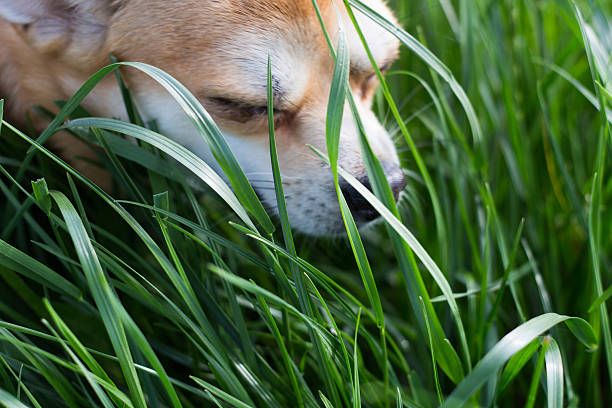 istock Dog In the meadow 506912123