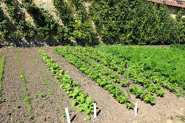 istock Walled kitchen-garden growing vegetables, lettuces, radishes, carrots, cordon apple trees 506912409
