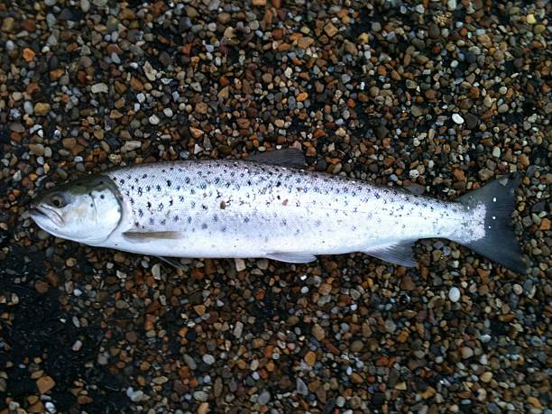 istock Freshly caught sea trout lying on pebble beach 506912947