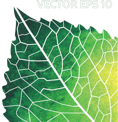 isolated vector watercolor green  leaf