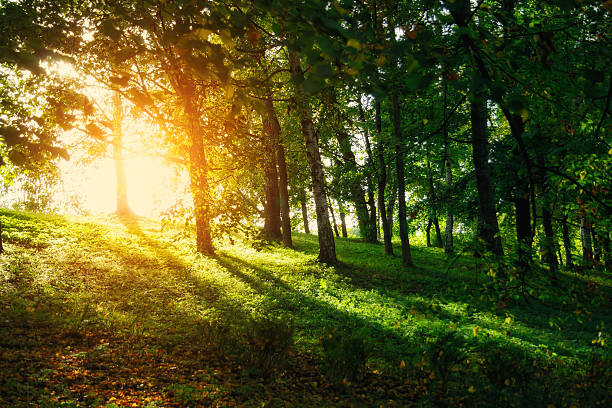 istock Fairy beautiful green forest at gold sunset 506913856
