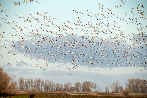 Flock of Sandhill Cranes flying in winter time. 600mm lens. Canon 1Dx.