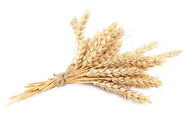 istock Sheaf of wheat ears on white background. 506914448