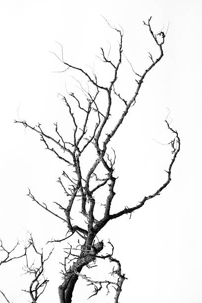 istock Branches of the background black and white 506914471
