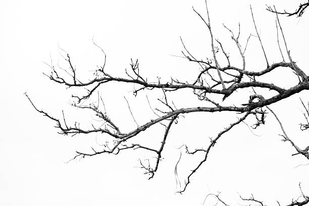 istock Branches of the background black and white 506914477