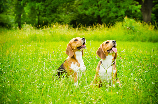 two beagle dog on a green grass