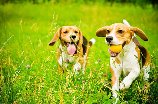 due beagle - field dog pets green foto e immagini stock