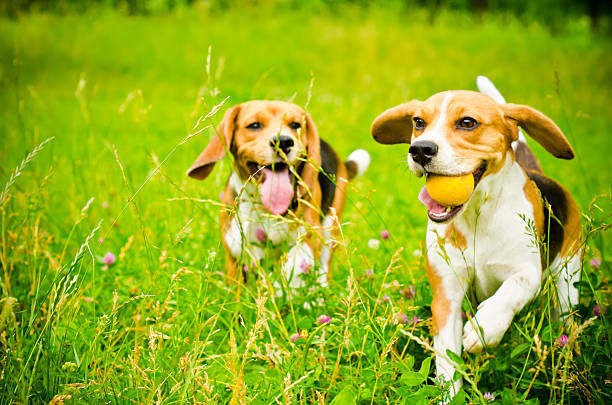 dwa beagle - two dogs zdjęcia i obrazy z banku zdjęć