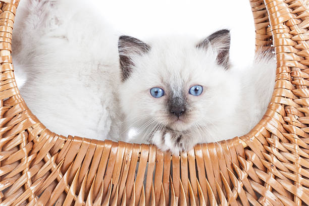istock Ragdoll kitten in bell basket 506915087