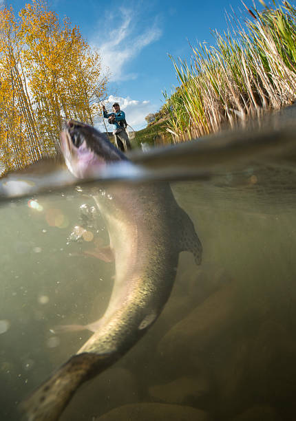 istock Fly-Fishing 506915128