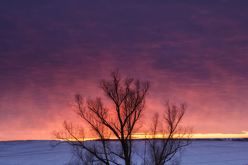 Winter nature landscape. Silhouette of tree at sunset