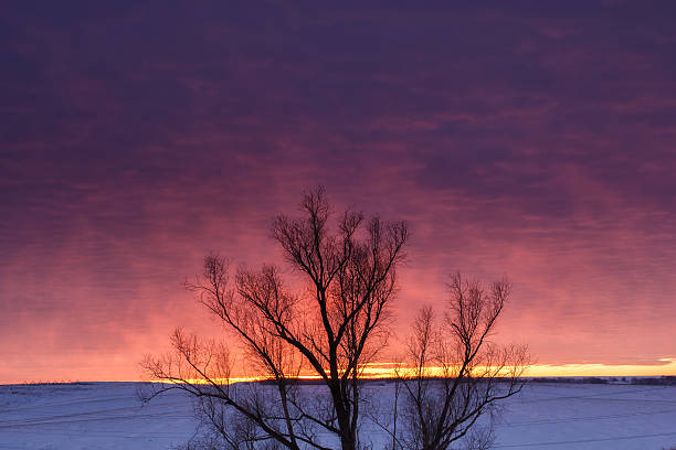 Winter nature landscape. Silhouette of tree at sunset stock photo