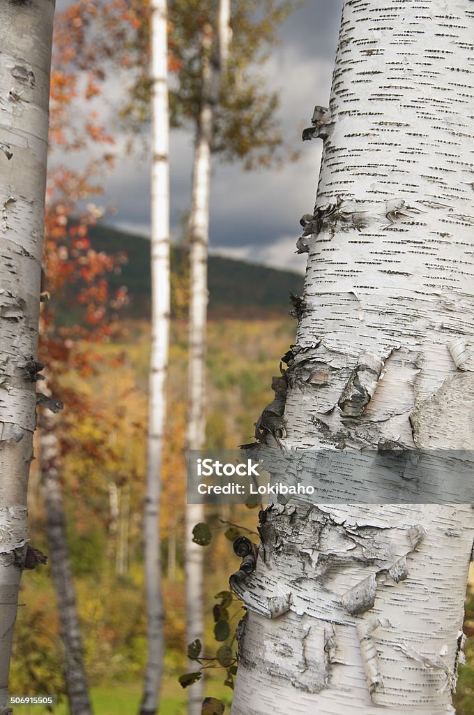 Herbst Birken - Lizenzfrei Baum Stock-Foto