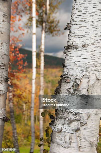 Herbst Birken Stockfoto und mehr Bilder von Baum - Baum, Baumrinde, Berg