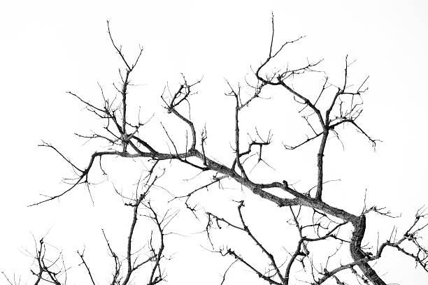 istock Branches of the background black and white 506915615