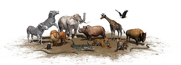 istock Animals of the Wild - isolated on white background 506916546