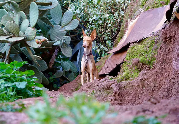 Male Podenco Canario watching over the property