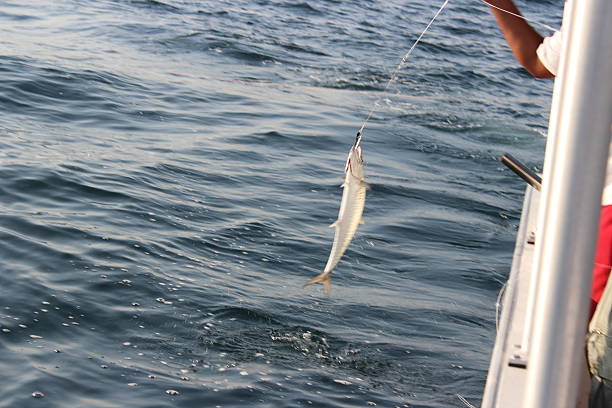 istock King mackerel being pulled from the water, Abu Dhabi, UAE 506919137