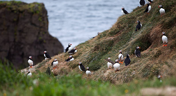 istock Puffins on Icelandic Cliff 506919553